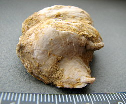 Rugatia boliviensis d'Orbigny