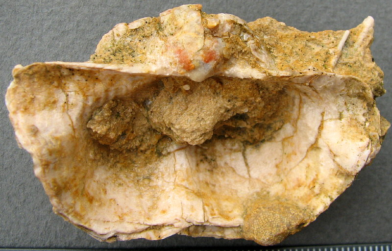 Rugatia boliviensis d'Orbigny