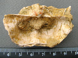 Rugatia boliviensis d'Orbigny