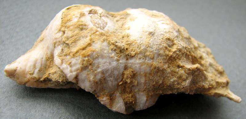 Rugatia boliviensis d'Orbigny