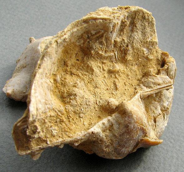 Rugatia boliviensis d'Orbigny