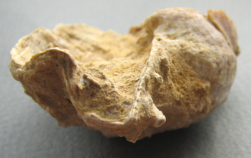 Rugatia boliviensis d'Orbigny