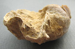 Rugatia boliviensis d'Orbigny