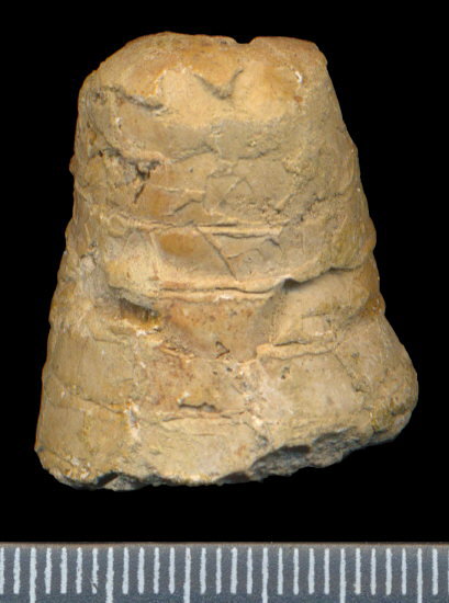 Antonoceras balaschovi Shimansky