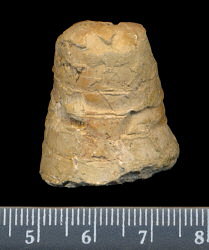 Antonoceras balaschovi Shimansky