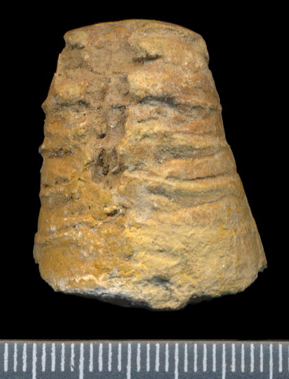 Antonoceras balaschovi Shimansky