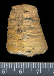 Antonoceras balaschovi Shimansky