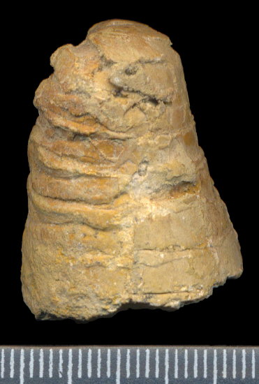 Antonoceras balaschovi Shimansky