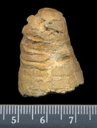 Antonoceras balaschovi Shimansky