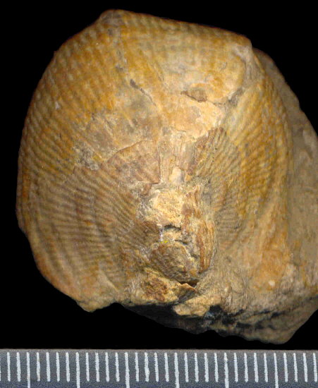 Striatifera spinifera Paeckelmann