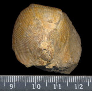 Striatifera spinifera Paeckelmann