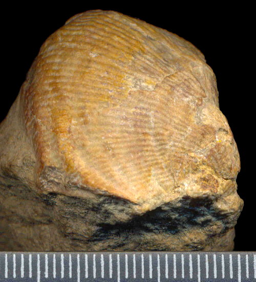 Striatifera spinifera Paeckelmann