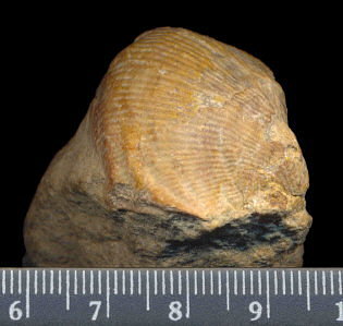 Striatifera spinifera Paeckelmann