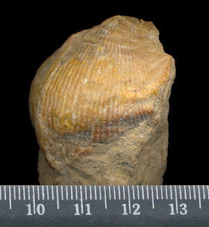 Striatifera spinifera Paeckelmann