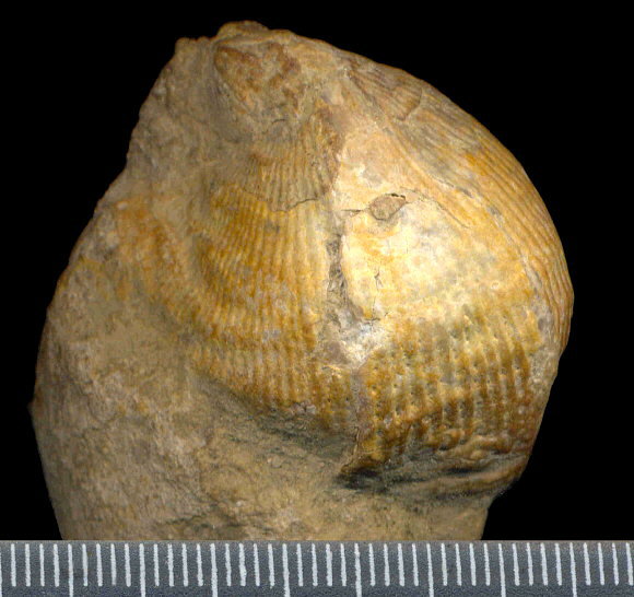 Striatifera spinifera Paeckelmann