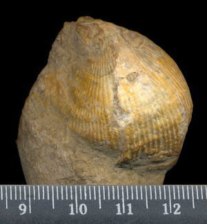 Striatifera spinifera Paeckelmann