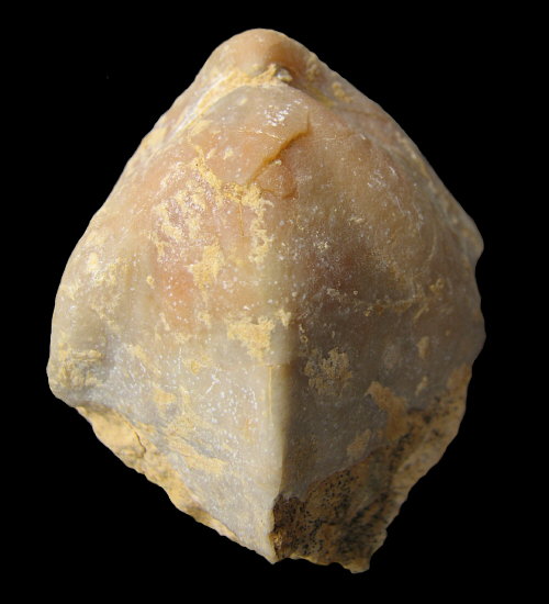 Camerisma pyramidata Lazarev, 1975