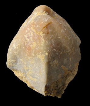 Camerisma pyramidata Lazarev, 1975