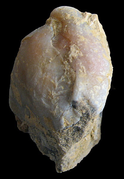 Camerisma pyramidata Lazarev, 1975