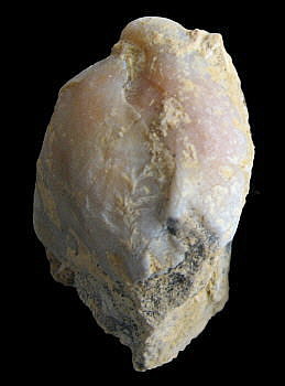 Camerisma pyramidata Lazarev, 1975