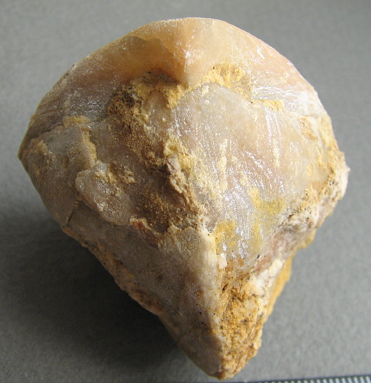 Camerisma pyramidata Lazarev, 1975