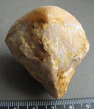 Camerisma pyramidata Lazarev, 1975