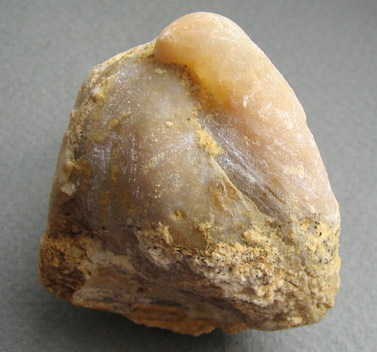 Camerisma pyramidata Lazarev, 1975