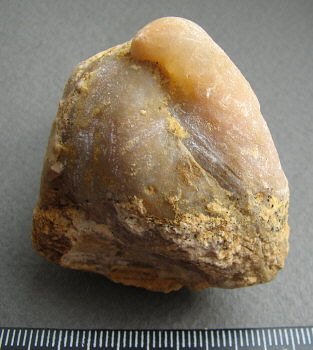 Camerisma pyramidata Lazarev, 1975