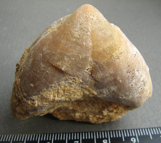 Camerisma pyramidata Lazarev, 1975