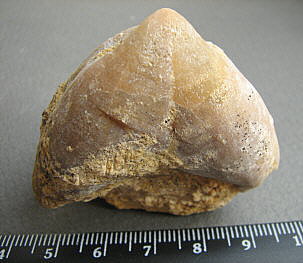 Camerisma pyramidata Lazarev, 1975