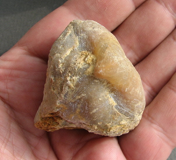 Camerisma pyramidata Lazarev, 1975