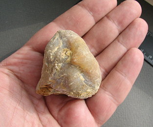 Camerisma pyramidata Lazarev, 1975