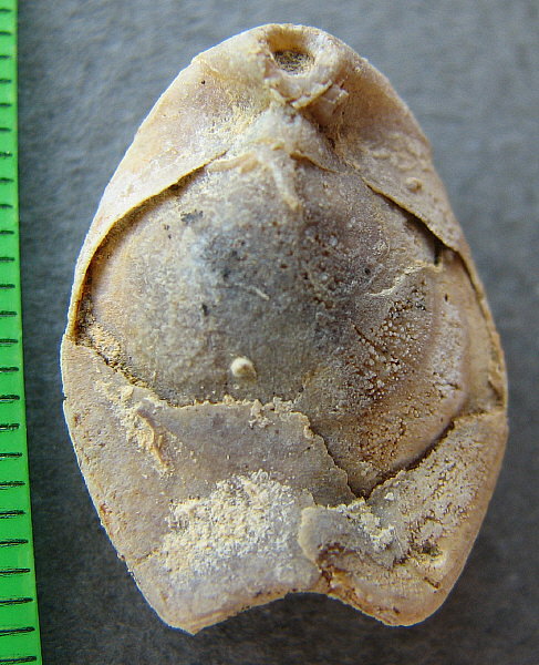 Dielasma moelleri Tschernyshev