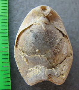 Dielasma moelleri Tschernyshev