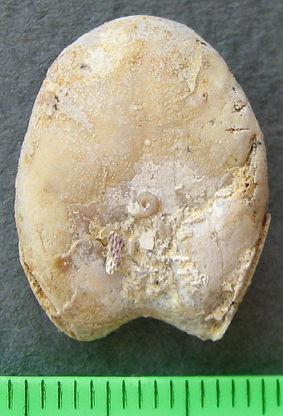 Dielasma moelleri Tschernyshev