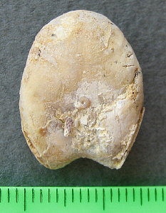 Dielasma moelleri Tschernyshev