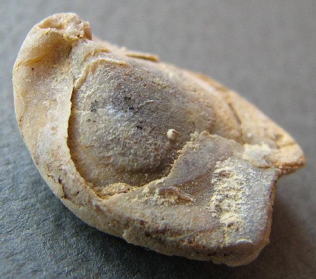 Dielasma moelleri Tschernyshev