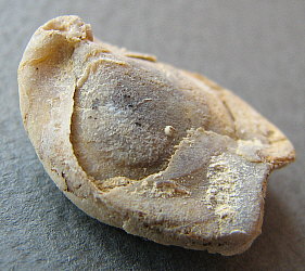 Dielasma moelleri Tschernyshev