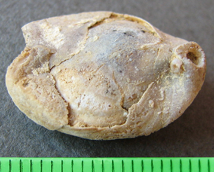 Dielasma moelleri Tschernyshev