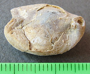 Dielasma moelleri Tschernyshev