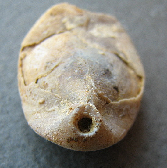 Dielasma moelleri Tschernyshev