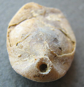 Dielasma moelleri Tschernyshev