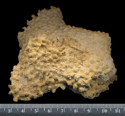 Siphonodendron rossicum Stuckenberg