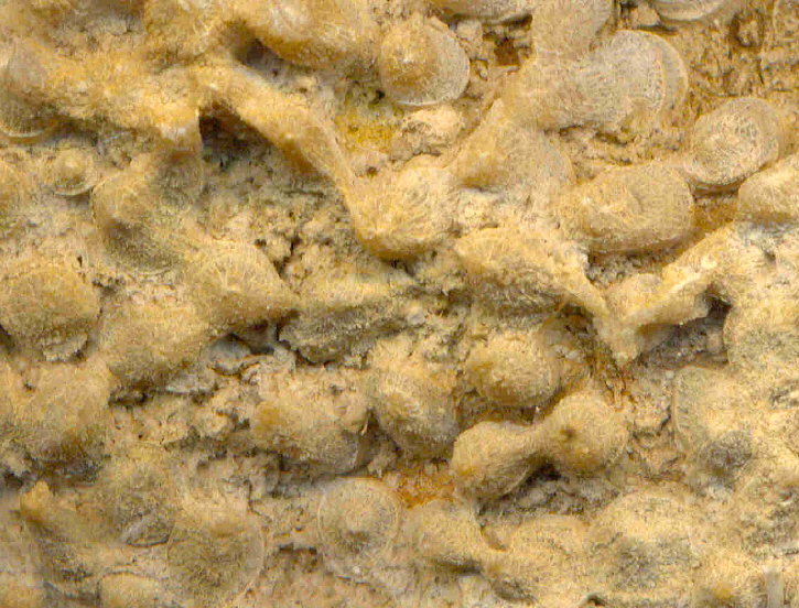 Siphonodendron rossicum Stuckenberg