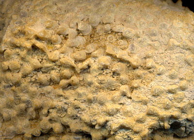 Siphonodendron rossicum Stuckenberg