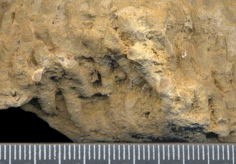 Siphonodendron rossicum Stuckenberg