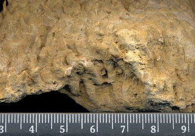 Siphonodendron rossicum Stuckenberg