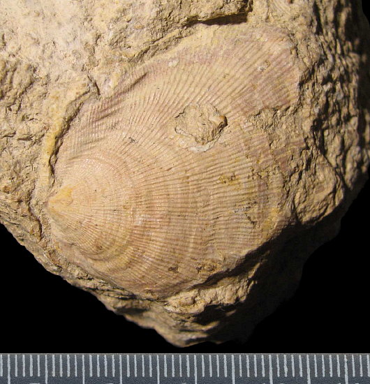 Striatifera striata Fischer