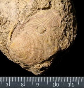 Striatifera striata Fischer