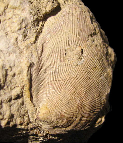Striatifera striata Fischer